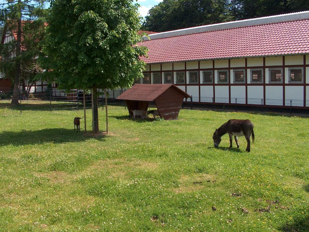 Landhotel & Restaurant Gutsherrn-Klause Dankerode  Eksteriør billede